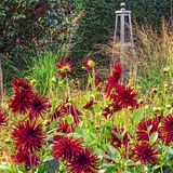 Einladung zum Verweilen: Auf dieser Bank in einem Privatanwesen nordwestlich von London lässt sich das warme Rot der Dahlien in der Herbstsonne ausgiebig betrachten. Zwischen verblühtem Zierlauch und Pfeifengräsern wirken sie wie ein letzter Farbgruß, bevor der Winter kommt. Aus ihrer Heimat in Mexiko und Guatemala brachte sie der Forscher Alexander von Humboldt nach Europa. Heute sind über 20 000 Dahlien-Sorten bekannt