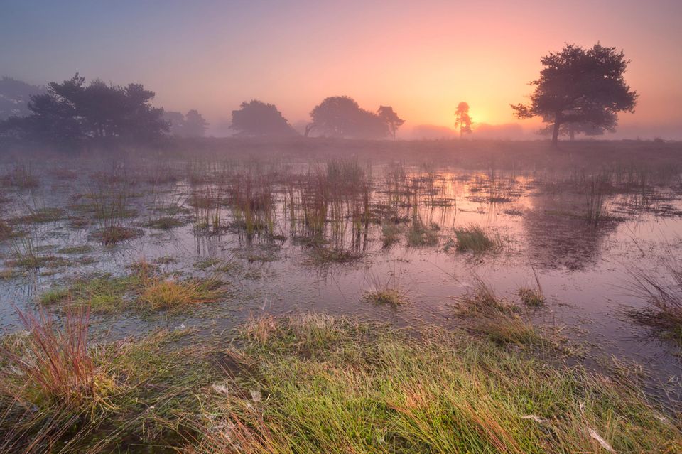 Sonnenaufgang in einen Moor