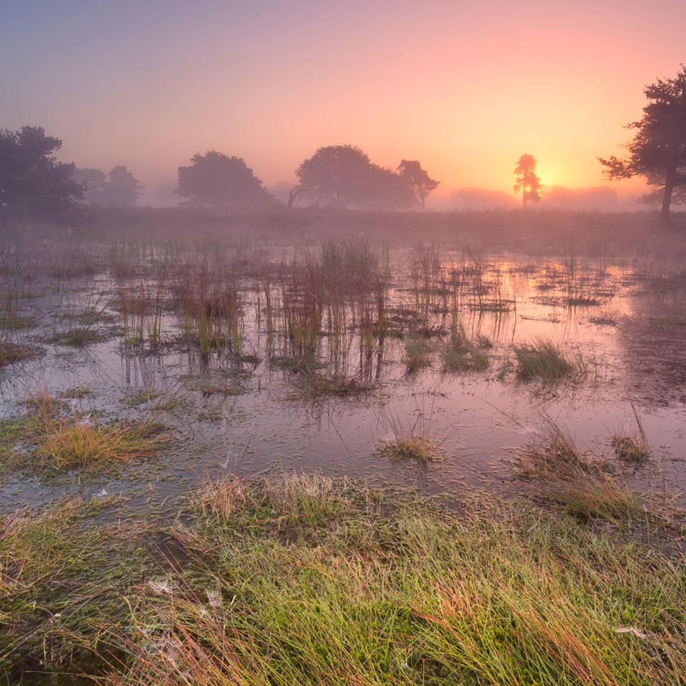 Sonnenaufgang in einen Moor