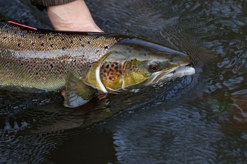 Ein laichreifer Lachs: Der atlantische Lachs ist auf der neuen Roten Liste der bedrohten Arten global nun als "potenziell gefährdet" eingestuft worden