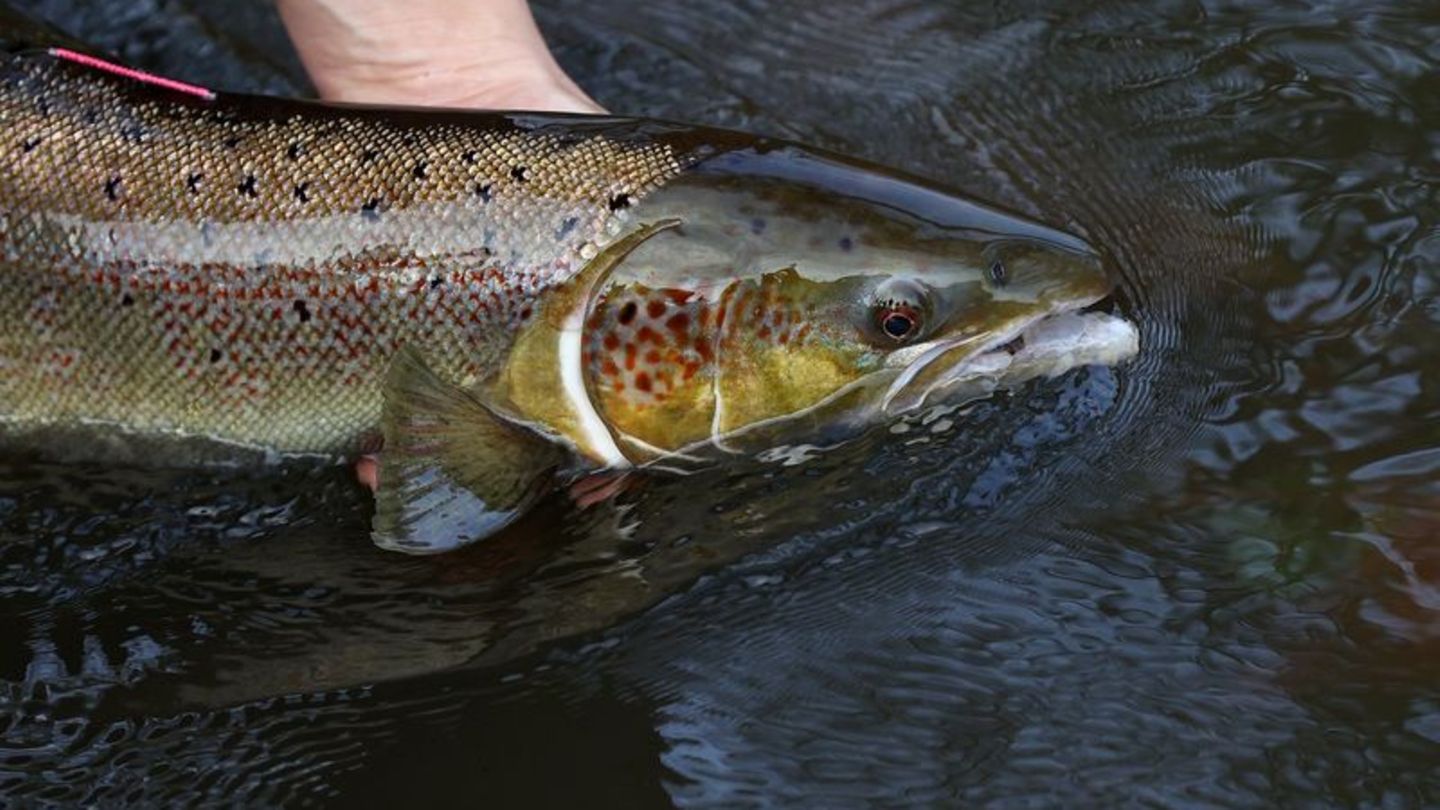 Ein laichreifer Lachs: Der atlantische Lachs ist auf der neuen Roten Liste der bedrohten Arten global nun als "potenziell gefährdet" eingestuft worden