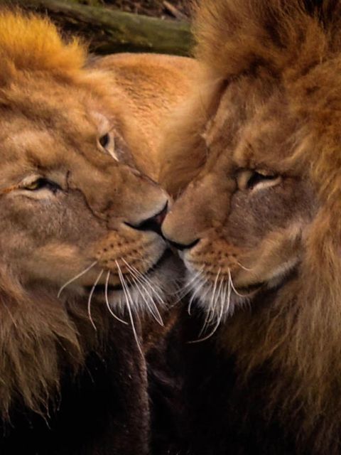 Zwei schmusende Löwenmännchen