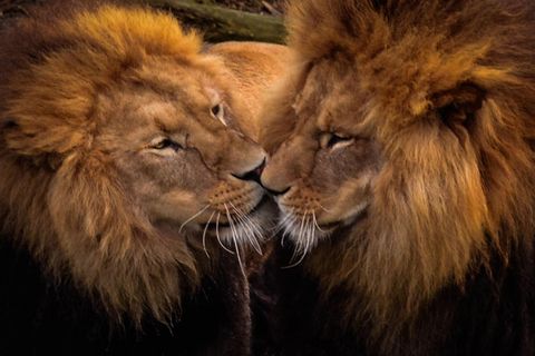 Zwei schmusende Löwenmännchen