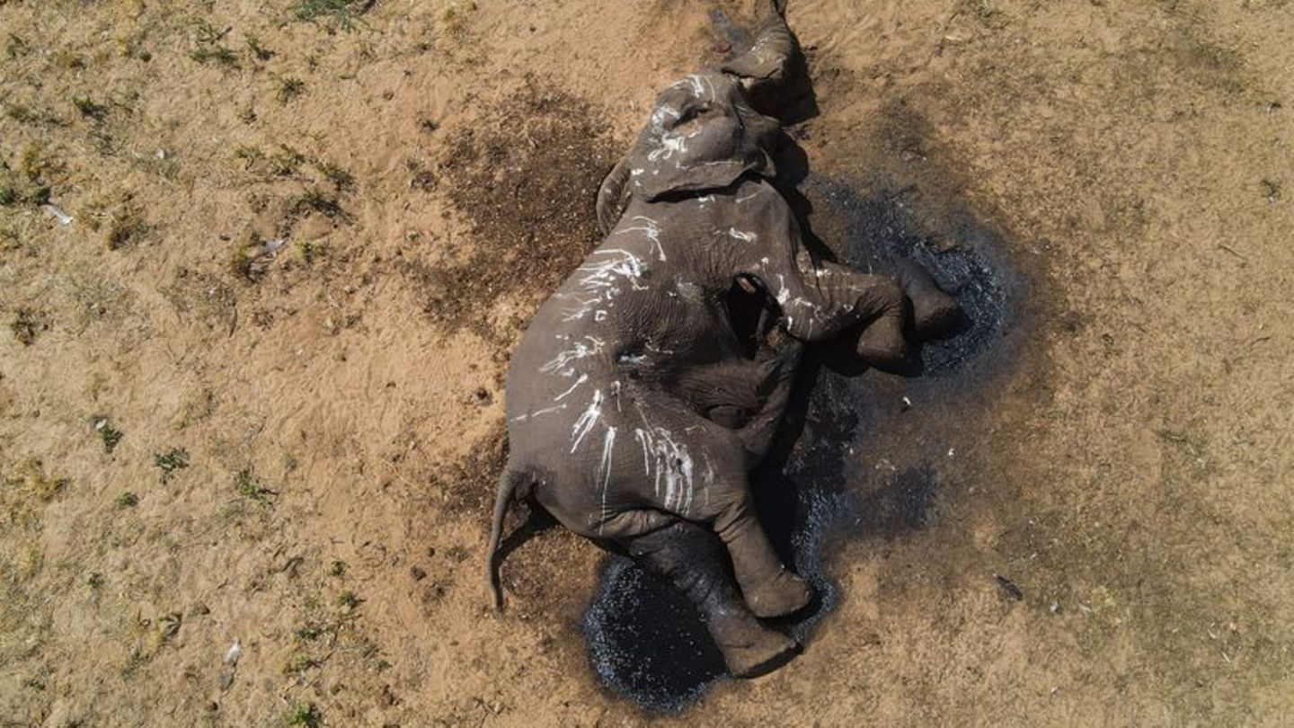 Toter Elefant im Hwange-Nationalpark in Simbabwe: Schon 2019 starben bei einer Dürre mehr als 200 Dickhäuter