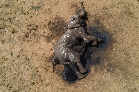 Toter Elefant im Hwange-Nationalpark in Simbabwe: Schon 2019 starben bei einer Dürre mehr als 200 Dickhäuter