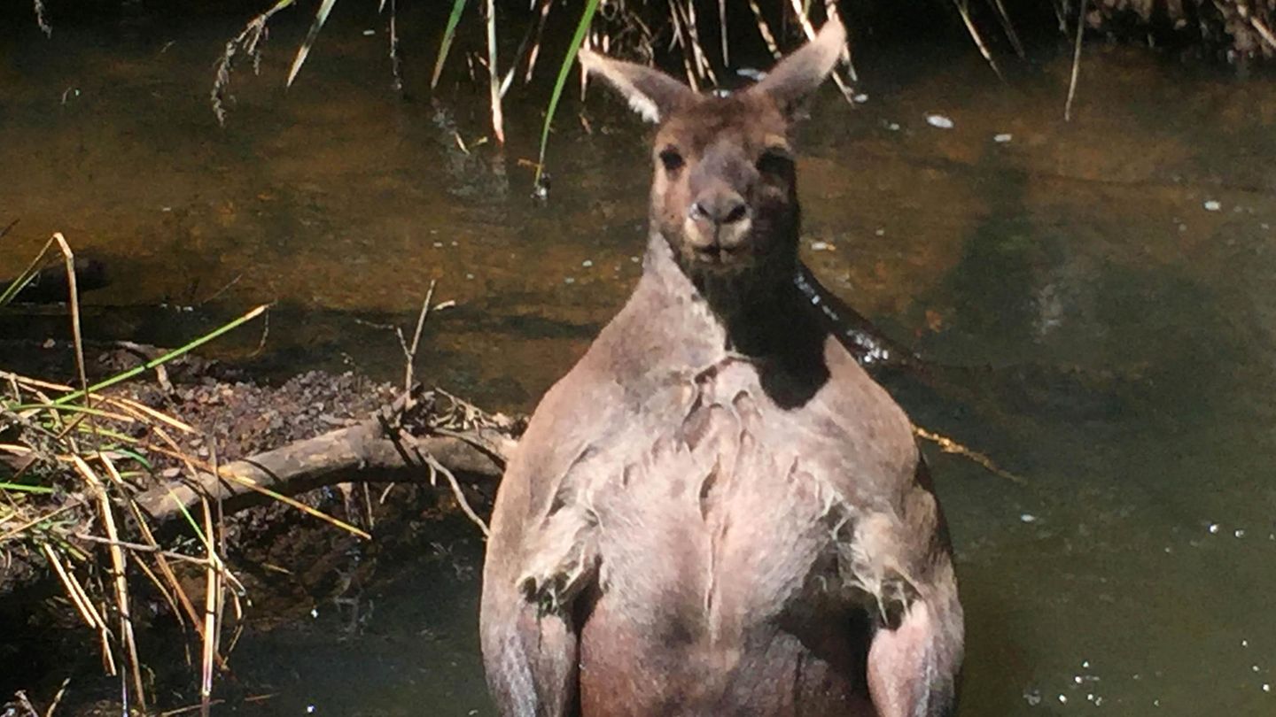 Verhalten: Stehend und mit nassem Fell sehen Kängurus recht bedrohlich aus. Mit ihren scharfen Krallen können sie Angreifern empfindliche Verletzungen zufügen Stehend und mit nassem Fell sehen Kängurus recht bedrohlich aus. Mit ihren scharfen Krallen können sie Angreifern empfindliche Verletzungen zufügen