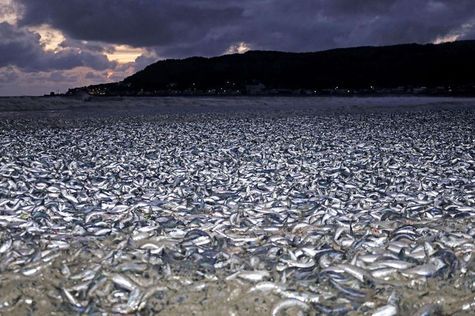 Ein bislang unerklärtes Massensterben: Hunderte Tonnen Sardinen und Makrelen liegen am 7. Dezember 2023 am Strand von Hakodate, Nordjapan  1.5004