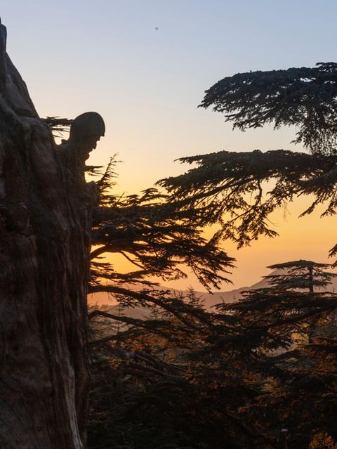 Zedern bei Sonnenuntergang
