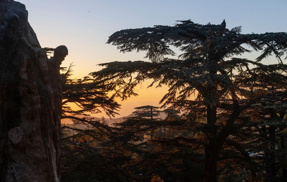 Über einen Arzt, der in seiner Freizeit schon 100.000 Zedern pflanzte