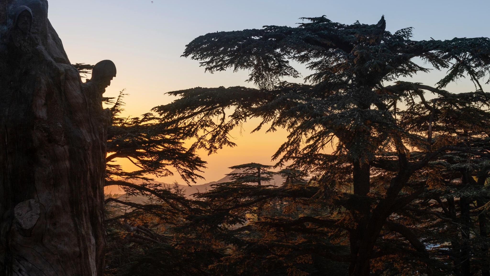 Zedern bei Sonnenuntergang