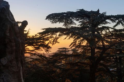 Zedern bei Sonnenuntergang