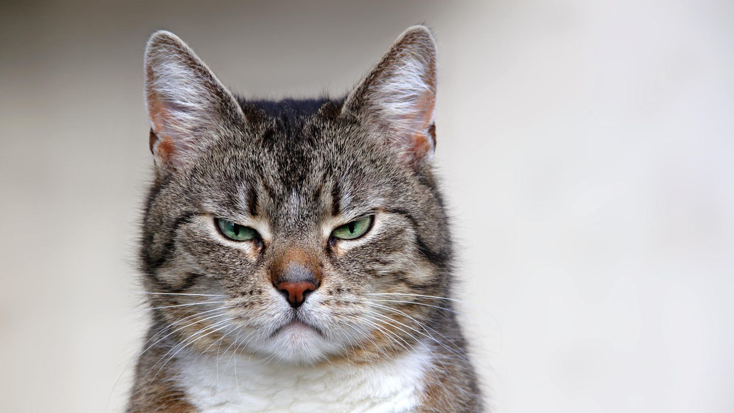 Eine grimmig guckende Katze