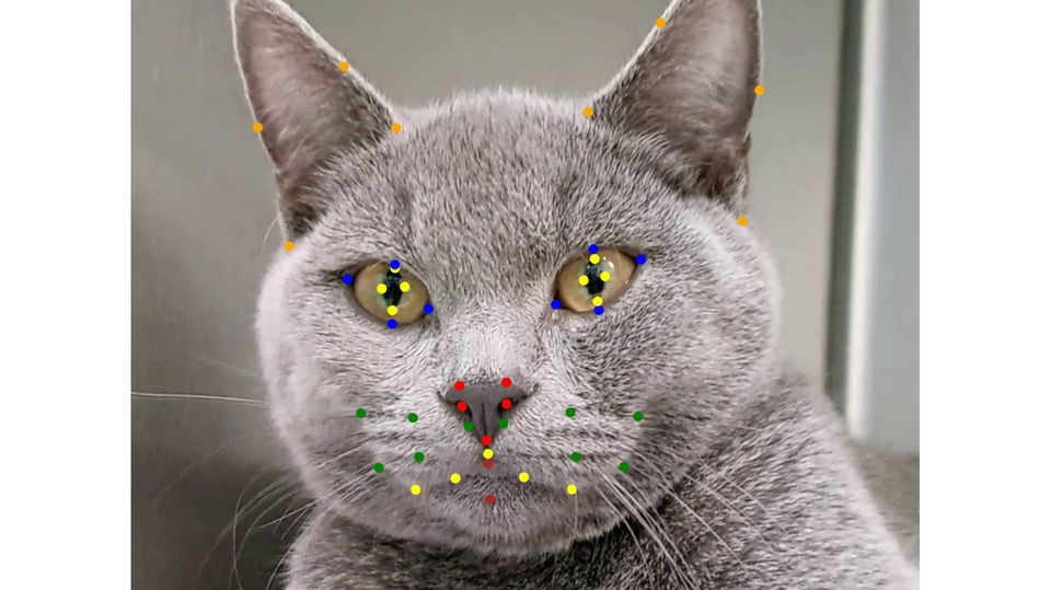 Katze mit Messpunkten im Gesicht