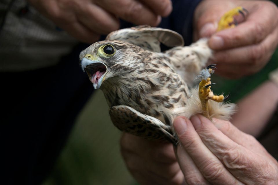 ein Greifvogel in den Händen von Menschen  2.2358