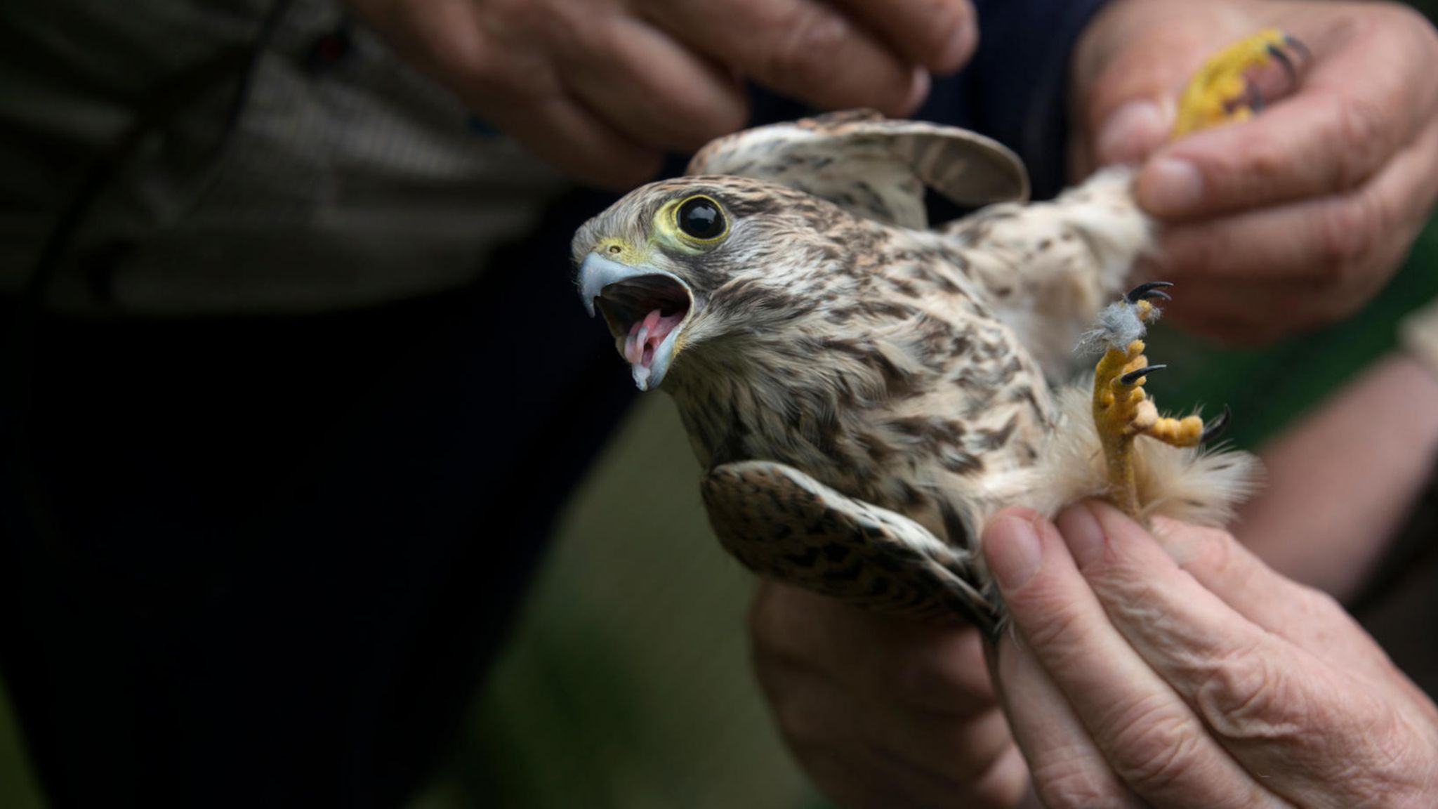 ein Greifvogel in den Händen von Menschen