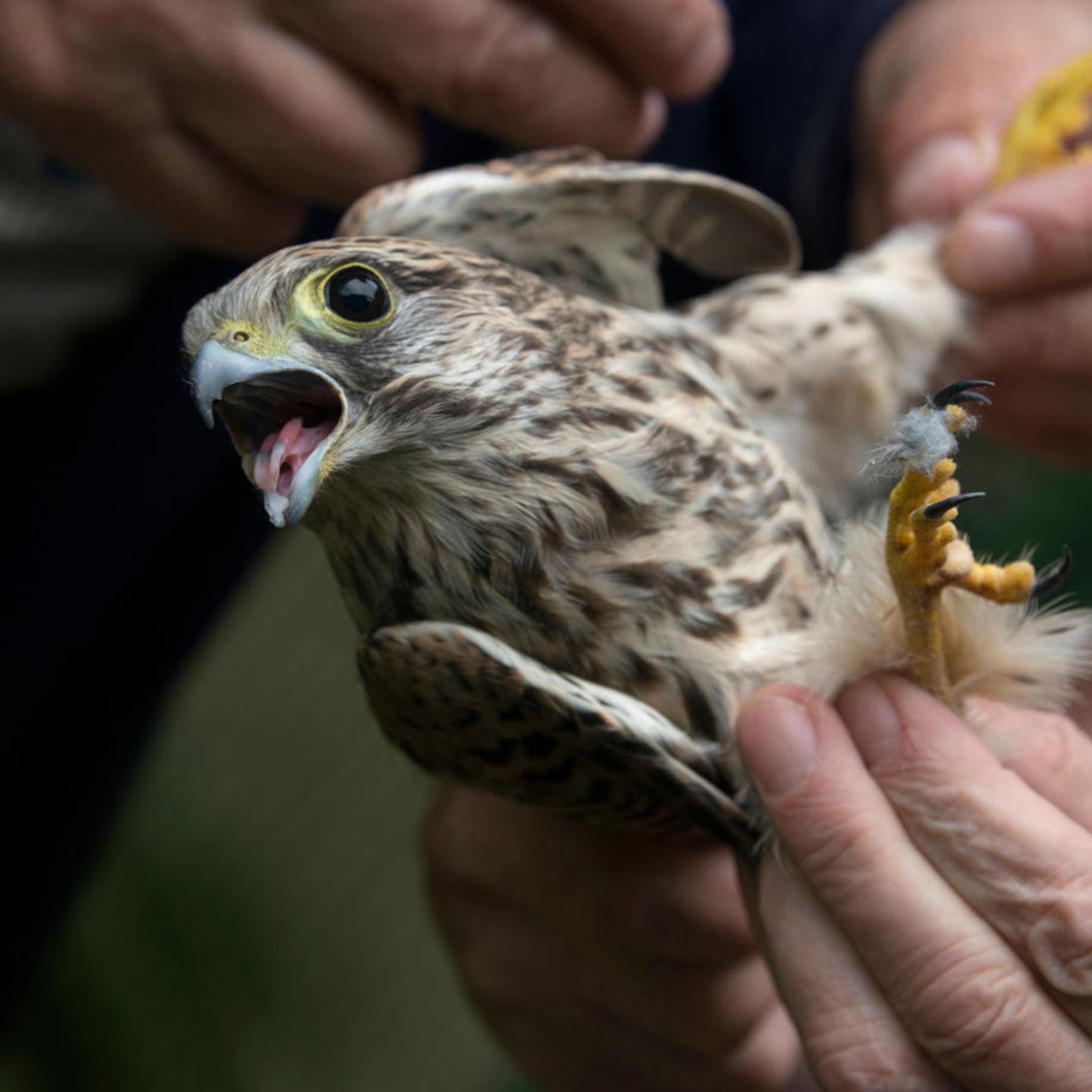 ein Greifvogel in den Händen von Menschen