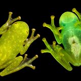 Zwei Frösche, einmal von oben und einmal von unten