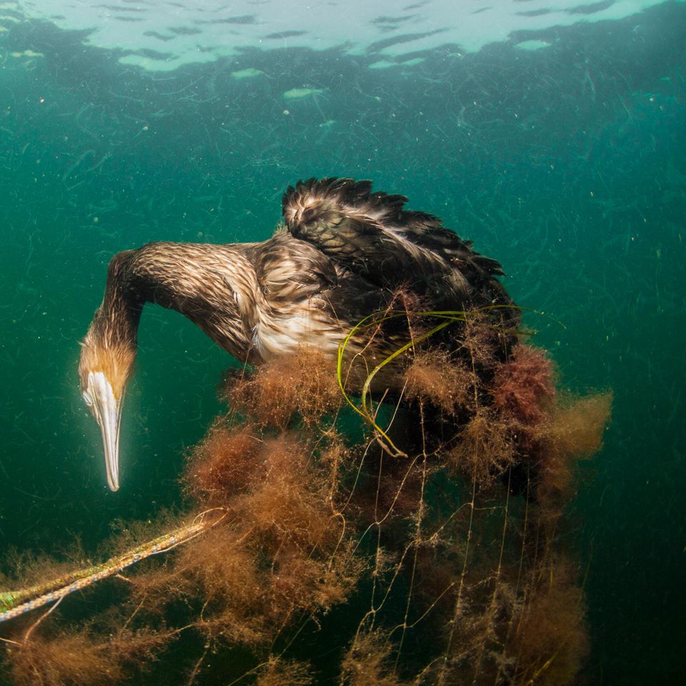 Nicht nur Fische, sondern auch unzählige Seevögel und Säugetiere verfangen sich in alten Fischernetzen. Ein verlassenes Stellnetz in der Ostsee wurde zum Grab für diesen Kormoran 