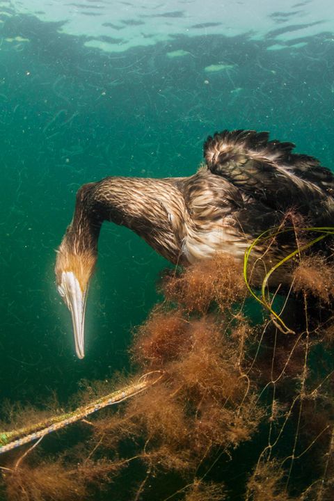 Nicht nur Fische, sondern auch unzählige Seevögel und Säugetiere verfangen sich in alten Fischernetzen. Ein verlassenes Stellnetz in der Ostsee wurde zum Grab für diesen Kormoran 