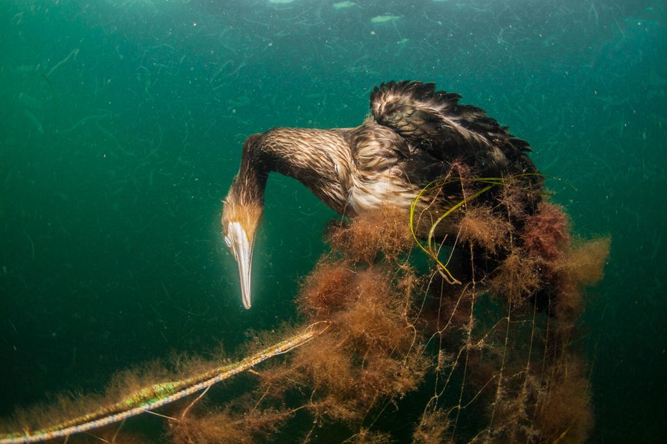 Nicht nur Fische, sondern auch unzählige Seevögel und Säugetiere verfangen sich in alten Fischernetzen. Ein verlassenes Stellnetz in der Ostsee wurde zum Grab für diesen Kormoran   1.3333