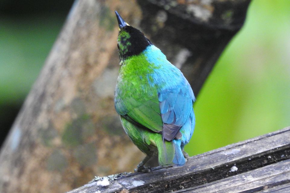 Seltene Sichtung: Dieser Vogel hat weibliche und männliche Merkmale - [GEO]