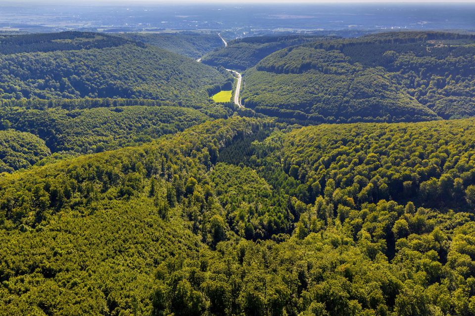 Freie Sicht über eine stark bewaldete Hügellandschaft  1.5004