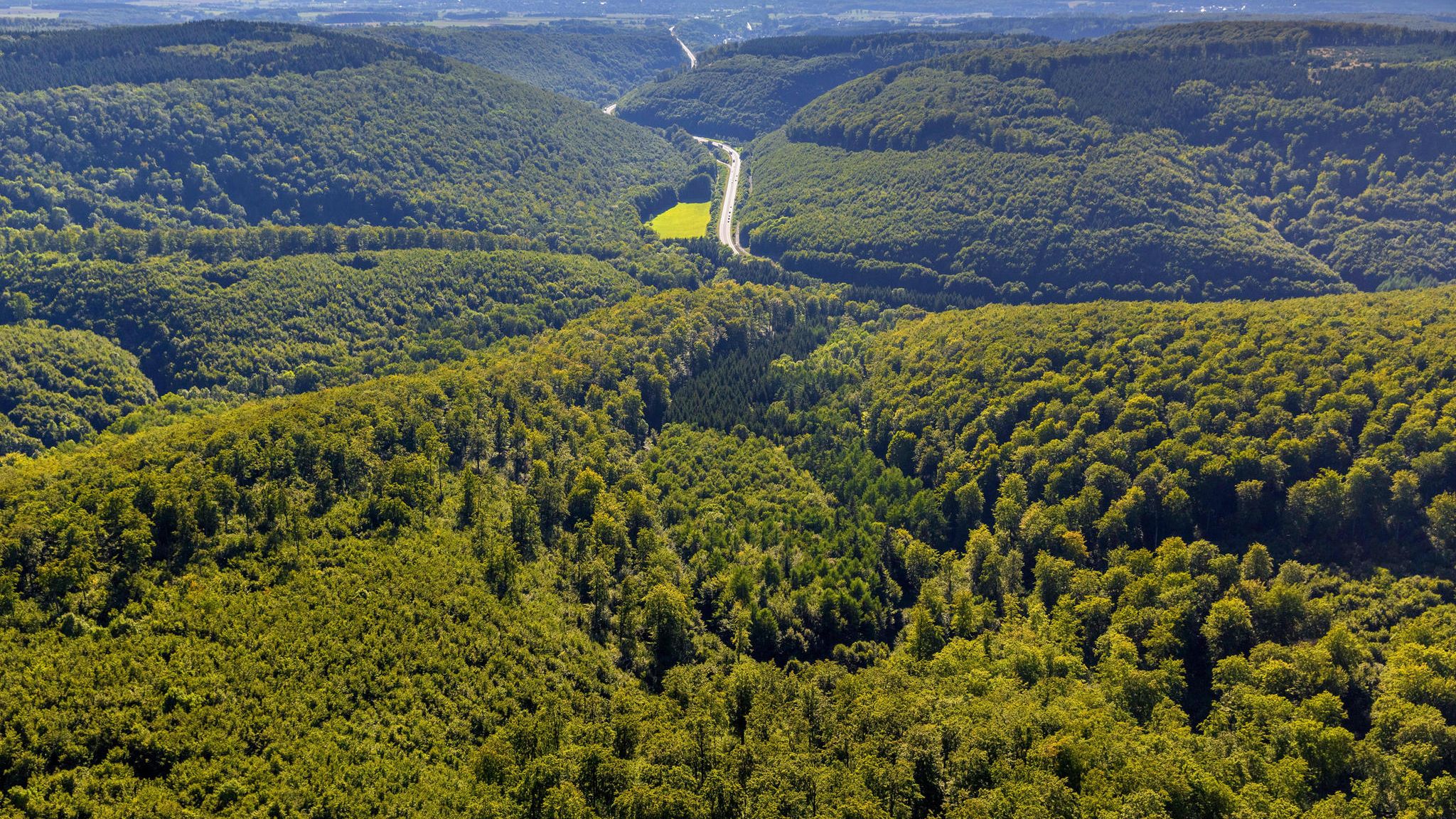 Freie Sicht über eine stark bewaldete Hügellandschaft