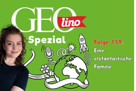 Das Thema in Folge 159 des Podcasts GEOlino Spezial: Eine elefantastische Familie!