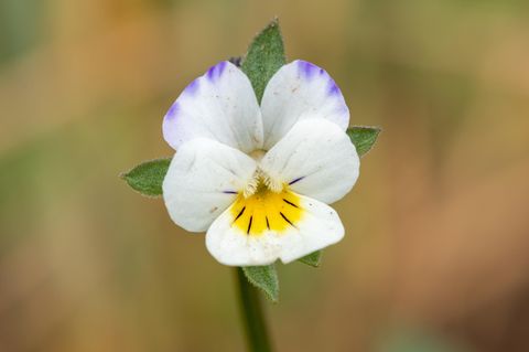 Die Blüten von Acker-Stiefmütterchen sind in den vergangenen Jahrzehnten kleiner geworden. Weil es immer weniger Insekten gibt