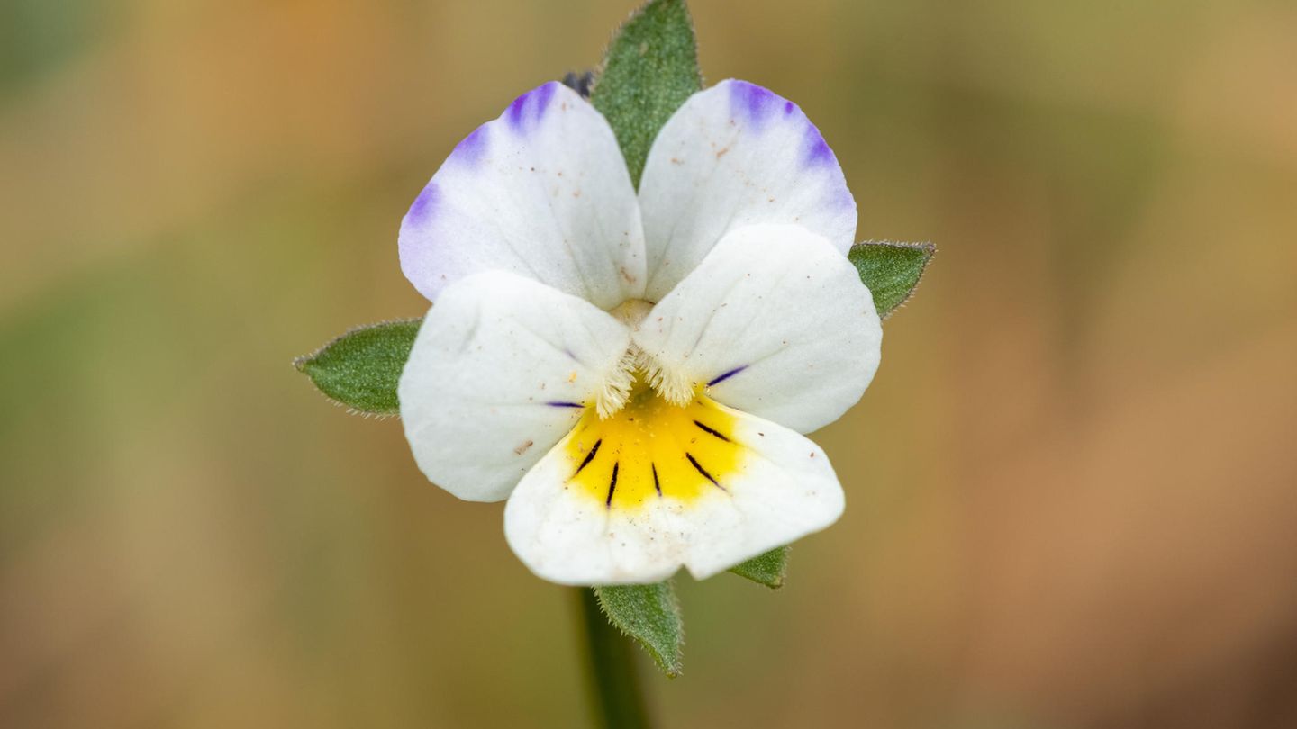 Die Blüten von Acker-Stiefmütterchen sind in den vergangenen Jahrzehnten kleiner geworden. Weil es immer weniger Insekten gibt