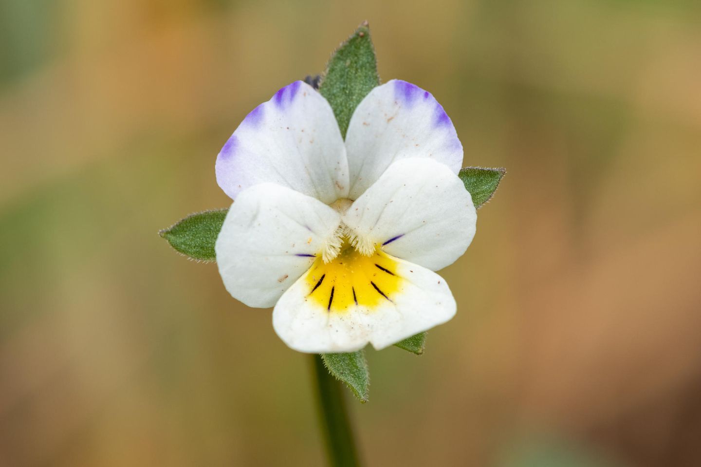 Die Blüten von Acker-Stiefmütterchen sind in den vergangenen Jahrzehnten kleiner geworden. Weil es immer weniger Insekten gibt