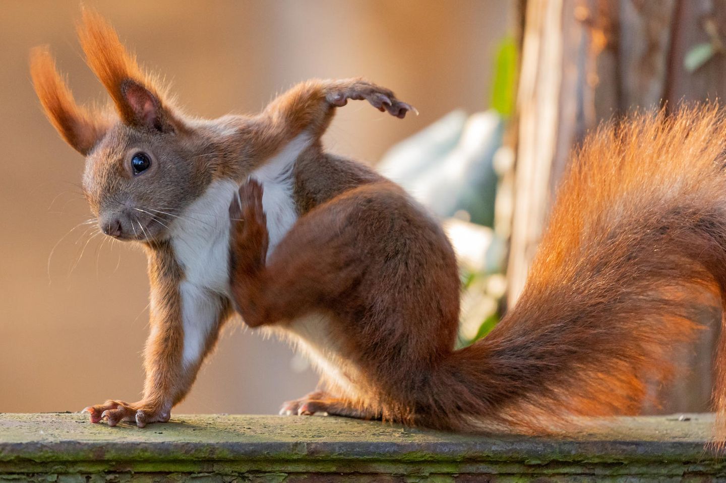 Warum das Eichhörnchen einen so buschigen Schwanz hat - [GEO]