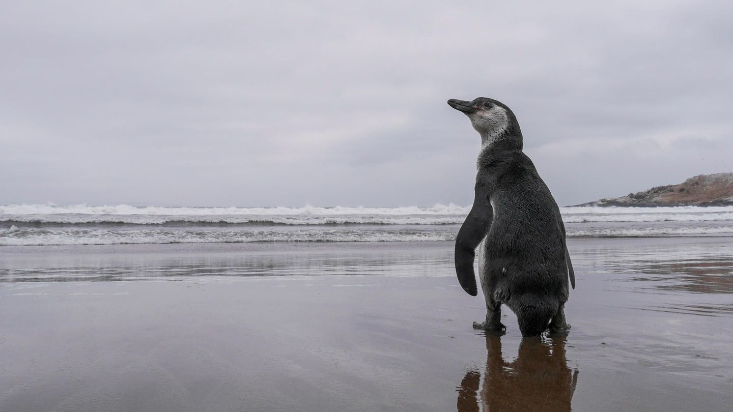 Hafen- und Bergbauprojekte bedrohen die Brutgebiete des ohnehin gefährdeten Humboldt-Pinguins an der chilenischen Küste