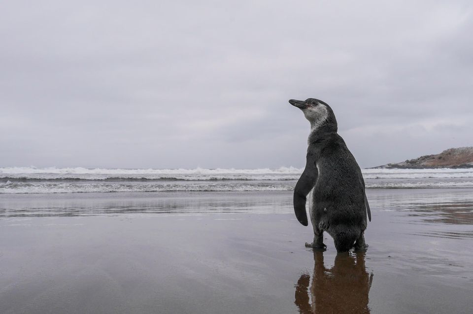 Hafen- und Bergbauprojekte bedrohen die Brutgebiete des ohnehin gefährdeten Humboldt-Pinguins an der chilenischen Küste  1.4993