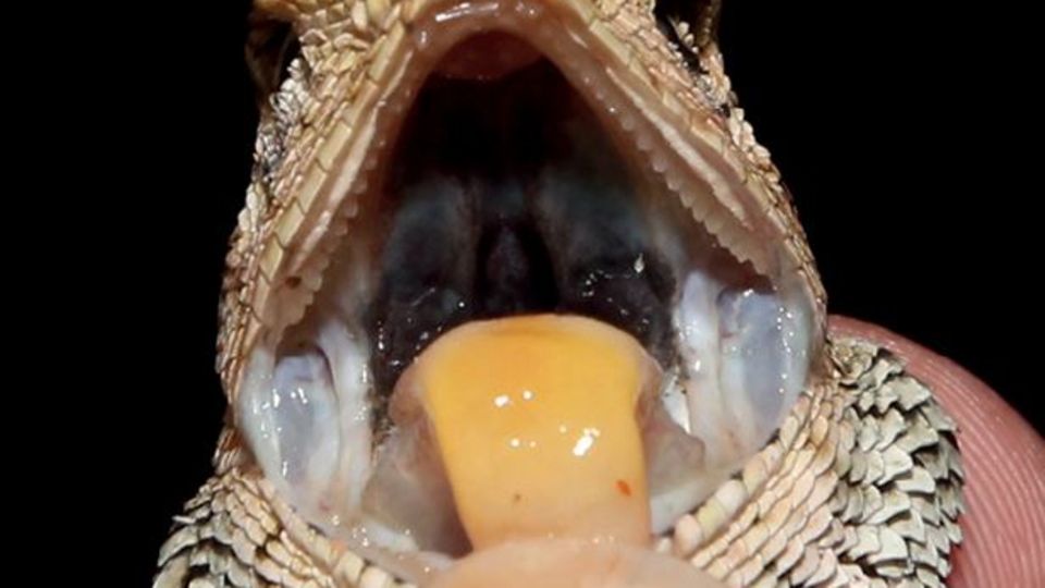 Tiere: Die Zunge der Echse leuchtet orange, ihre Leibspeise sind Spinnen und Insekten Die Zunge der Echse leuchtet orange, ihre Leibspeise sind Spinnen und Insekten