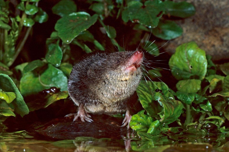 Die Wasserspitzmaus mag putzig aussehen, doch sie ist gefräßig – und tötet ihre Beute mit einem hochwirksamen Gift 