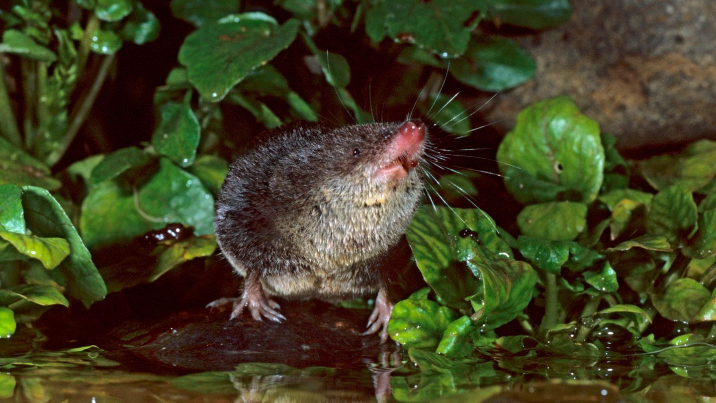 Die Wasserspitzmaus mag putzig aussehen, doch sie ist gefräßig – und tötet ihre Beute mit einem hochwirksamen Gift 