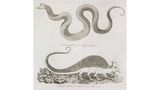 Zeichnung eines Basilisken 1850
