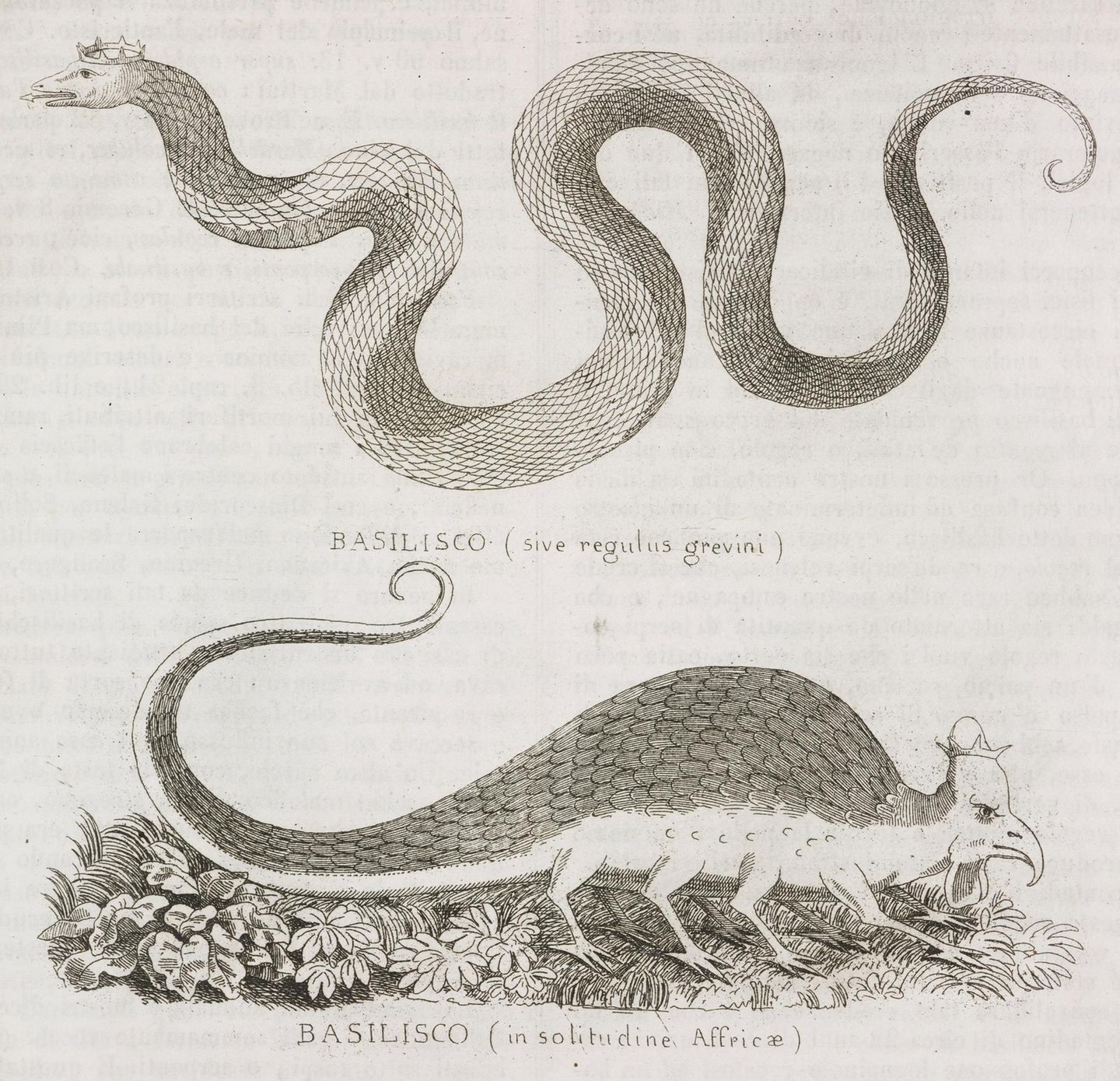 Das Wesen mit dem Gift-Atem: Der Basilisk Zeichnung eines Basilisken 1850