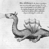 Drache speiht Feuer auf einer Zeichnung von 1678