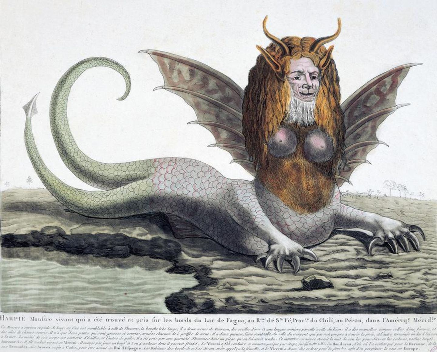 "Hund des Zeus": Die Harpyie Zeichnung einer Harpyie