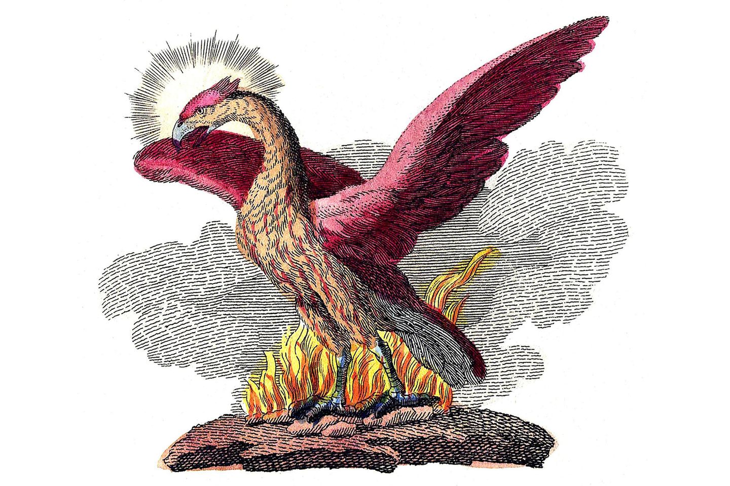 Symbol für Erneuerung: Der Phönix Phönix steigt aus dem Feier auf