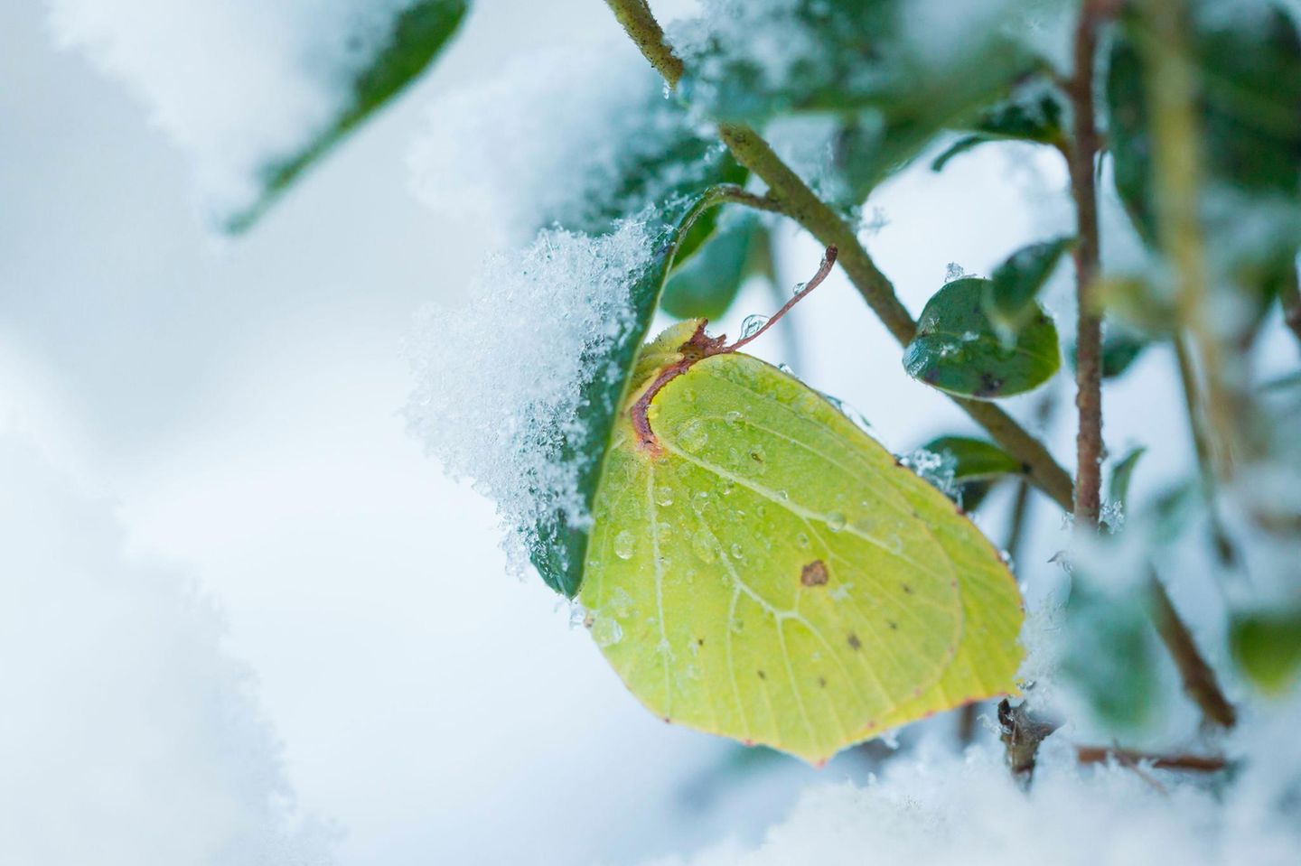 Frostflatterer Nur die wenigsten Schmetterlinge überstehen Frost unbeschadet. Darunter der Zitronenfalter. Er erträgt bis zu minus zwanzig Grad Celsius. Der Trick: Die Körpersäfte enthalten so viel Glyzerin, dass sie nicht gefrieren. Und: Der Falter scheidet zu Beginn der kalten Tage einen Teil seiner Leibesflüssigkeit aus – er lässt quasi alles Wasser ab, das er nicht braucht