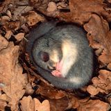 Eingemummelt in ein Bett aus Blättern hält der Siebenschläfer Winterschlaf. In der Zeit verliert der Nager bis zur Hälfte seines Körpergewichts. Doch in der Regel hat sich der Bilch bis zum Herbst ausreichend Speck angefressen, um – wie der Name sagt – sieben Monate durchratzen zu können