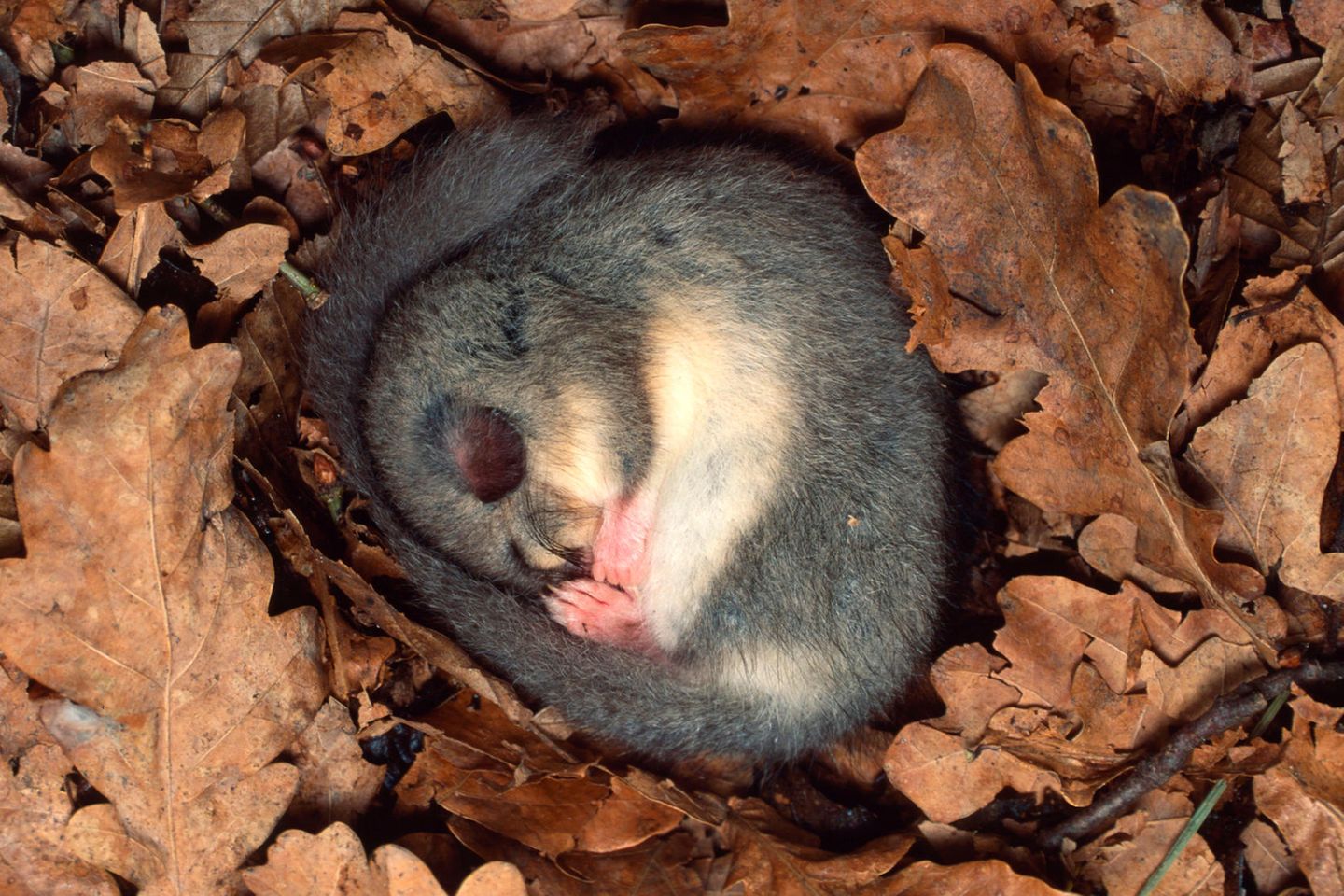 Von Reserven zehren Eingemummelt in ein Bett aus Blättern hält der Siebenschläfer Winterschlaf. In der Zeit verliert der Nager bis zur Hälfte seines Körpergewichts. Doch in der Regel hat sich der Bilch bis zum Herbst ausreichend Speck angefressen, um – wie der Name sagt – sieben Monate durchratzen zu können