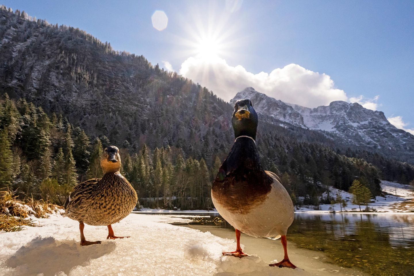 Raffiniertes Wundernetz Sie watscheln barfuß über Schnee und Eis – und frieren dennoch weder fest noch kühlen die Tiere aus. Der Trick: Enten besitzen in ihren Beinen ein sogenanntes Wundernetz. Es ist ein Geflecht aus feinen Blutgefäßen: Darin strömt warmes Blut aus dem Körper nach unten und fließt dabei an kaltem, aus den Füßen kommendem Blut vorbei. Gleich einem Wärmetauscher wird das warme Blut gekühlt, das kalte gleichzeitig erhitzt, wodurch vergleichsweise wenig Wärme verlorengeht. Und: Die Füße sind so kalt, dass das Eis unter ihnen nicht davonschmilzt