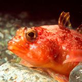 In antarktischen Gewässern liegen die Temperaturen bei knapp minus zwei Grad Celsius. Das Meersalz hindert das Wasser am Gefrieren. Eisfische haben sich den Extrembedingungen angepast: Zum einen bilden die Tiere Anti-Frost-Proteine und schützen so ihre Zellen. Zum anderen besitzen die Tiere weder den roten Blutfarbstoff Hämoglobin noch rote Blutkörperchen, was offenbar auch eine Strategie gegen das Erfrieren ist 