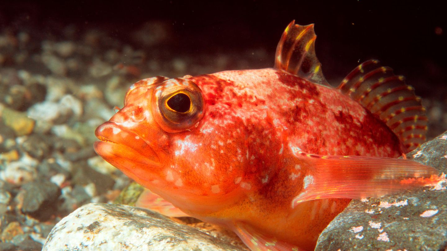 In antarktischen Gewässern liegen die Temperaturen bei knapp minus zwei Grad Celsius. Das Meersalz hindert das Wasser am Gefrieren. Eisfische haben sich den Extrembedingungen angepast: Zum einen bilden die Tiere Anti-Frost-Proteine und schützen so ihre Zellen. Zum anderen besitzen die Tiere weder den roten Blutfarbstoff Hämoglobin noch rote Blutkörperchen, was offenbar auch eine Strategie gegen das Erfrieren ist 