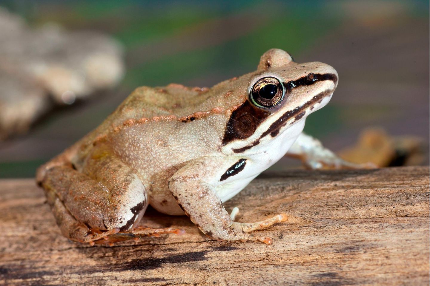 Ein Herz aus Eis Der im hohen Norden der USA und Kanada heimische Waldfrosch überlebt einen Abfall der Körpertemperatur auf bis zu minus acht Grad. Dabei gefrieren mehr als zwei Drittel des amphibischen Körpers – inklusive des Herzens sowie der geöffneten, frostig-weiß werdenden Augen. Das biologische Wunder gelingt dem Waldfrosch dadurch, dass der Blutzuckerspiegel zum Winter hin auf das bis zu 250-Fache des Normalwertes ansteigt. Das verhindert, dass sich beim Gefrieren schädigende Kristalle bilden
