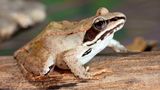 Der im hohen Norden der USA und Kanada heimische Waldfrosch überlebt einen Abfall der Körpertemperatur auf bis zu minus acht Grad. Dabei gefrieren mehr als zwei Drittel des amphibischen Körpers – inklusive des Herzens sowie der geöffneten, frostig-weiß werdenden Augen. Das biologische Wunder gelingt dem Waldfrosch dadurch, dass der Blutzuckerspiegel zum Winter hin auf das bis zu 250-Fache des Normalwertes ansteigt. Das verhindert, dass sich beim Gefrieren schädigende Kristalle bilden
